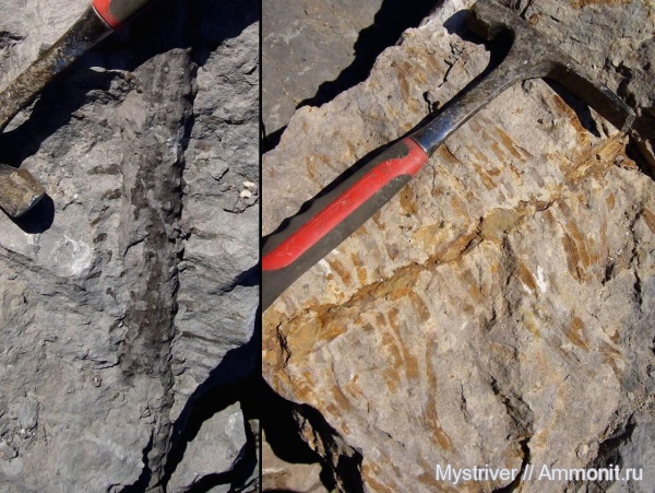 карбон, растения, стигмарии