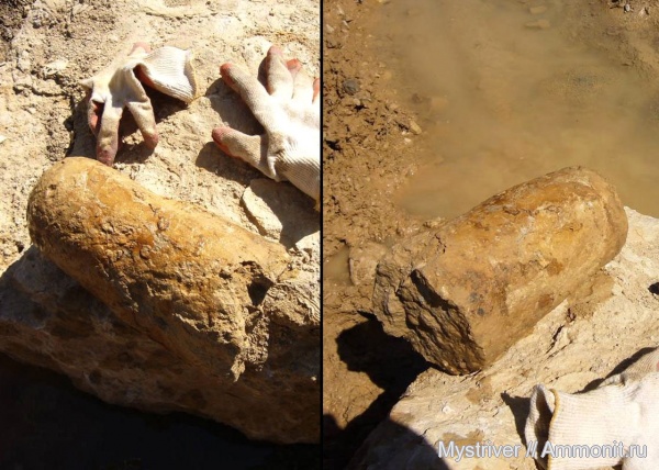 карбон, головоногие моллюски, прямораковинные головоногие, нижний карбон, Шаньский карьер