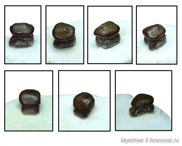 карбон, Цемгигант, рыбы, Lagarodus, Psammodontiformes, Lagarodus specularis, Lagarodus cubicus, fish