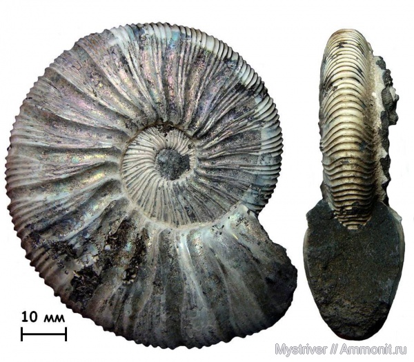 аммониты, Москва, Virgatites, Virgatites gerassimovi, Ammonites, зона Virgatites virgatus, Virgatitidae