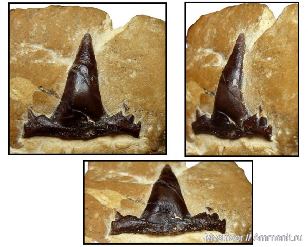 карбон, рыбы, гжельский ярус, Русавкино, Symmoriiformes, Symmorium, Symmoriidae, fish