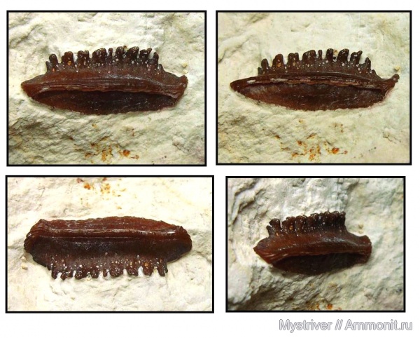 карбон, Цемгигант, рыбы, брадиодонты, Polyrhizodus, Petalodontiformes, Polyrhizodus concavus, fish