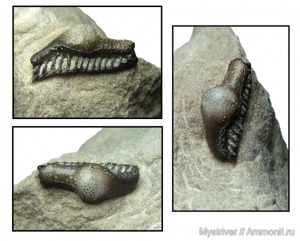 карбон, рыбы, Helodus, fish