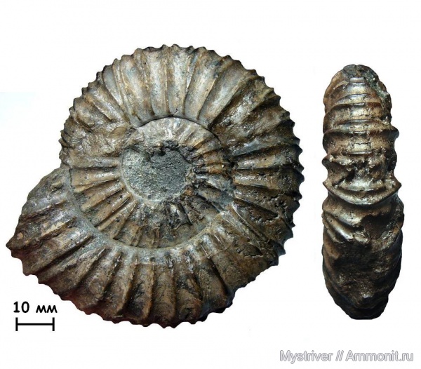 аммониты, юра, Virgatites, Еганово, Virgatites pallasianus, Ammonites, зона Virgatites virgatus, РГОК, Virgatitidae, Jurassic