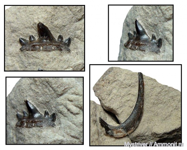 карбон, рыбы, нижний карбон, стешевский горизонт, Ctenacanthiformes, Falcatus, серпуховский ярус, неописанный вид, Falcatus falcatus, fish