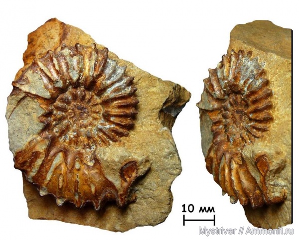 аммониты, юра, кимеридж, Aulacostephanus, Ammonites, Липицы, Aulacostephanidae, Aulacostephanus undorae, Kimmeridgian, Jurassic, Upper Jurassic