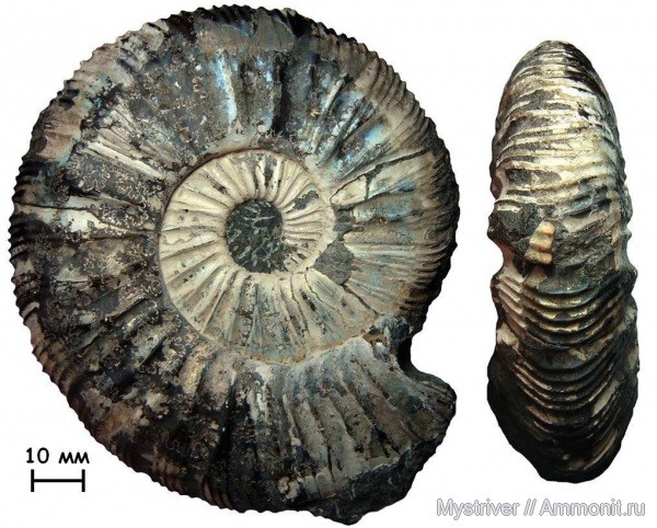 аммониты, Москва, Virgatites, Virgatites gerassimovi, Ammonites, зона Virgatites virgatus, Virgatitidae