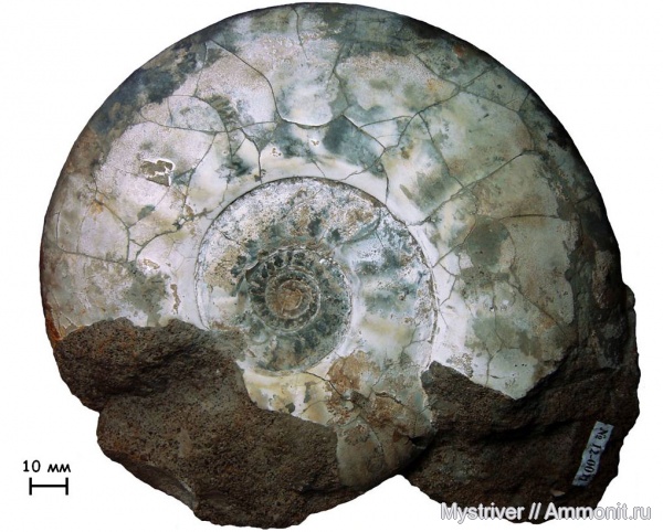 аммониты, келловей, Indosphinctes, Никитино, Perisphinctidae, Indosphinctes vischniakoffi, Ammonites, Callovian, Middle Jurassic