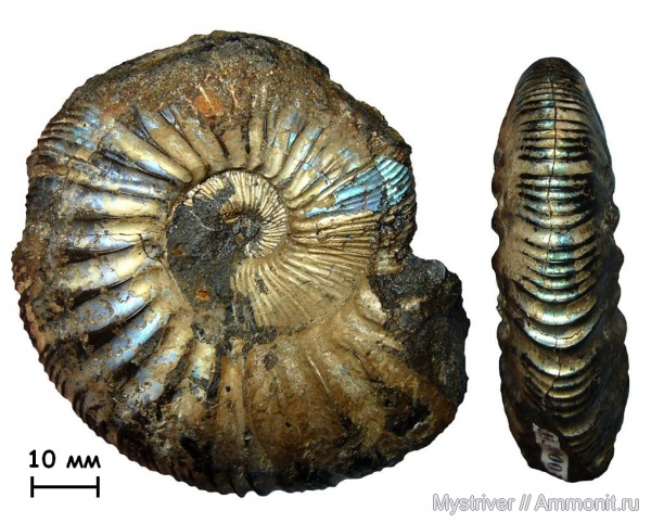 Virgatites, Мневники, Virgatites gerassimovi, Нижние Мневники, зона Virgatites virgatus, Virgatitidae