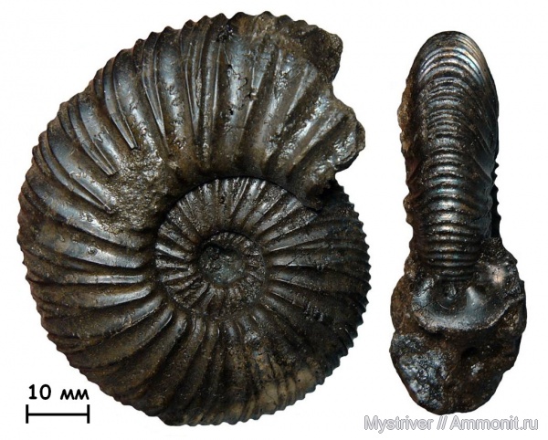 аммониты, юра, Virgatites, волжский ярус, Еганово, Virgatites virgatus, Ammonites, зона Virgatites virgatus, РГОК, Virgatitidae, Volgian, Jurassic