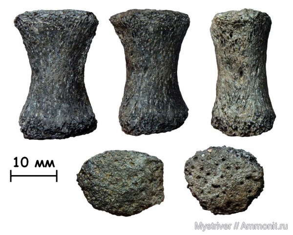 рептилии, юра, плезиозавры, волжский ярус, Еганово, морские рептилии, РГОК, Volgian, Jurassic, элемент ласта морской рептилии