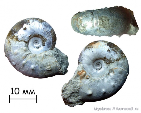 аммониты, юра, кимеридж, Ammonites, Липицы, Aspidoceras, Kimmeridgian, Jurassic, Upper Jurassic