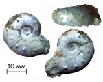 Аммонит Aspidoceras sp.