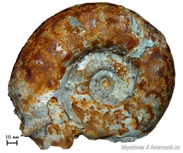 аммониты, юра, кимеридж, Ammonites, Липицы, Aspidoceras, Aspidoceras karpinskii, Kimmeridgian, Jurassic, Upper Jurassic