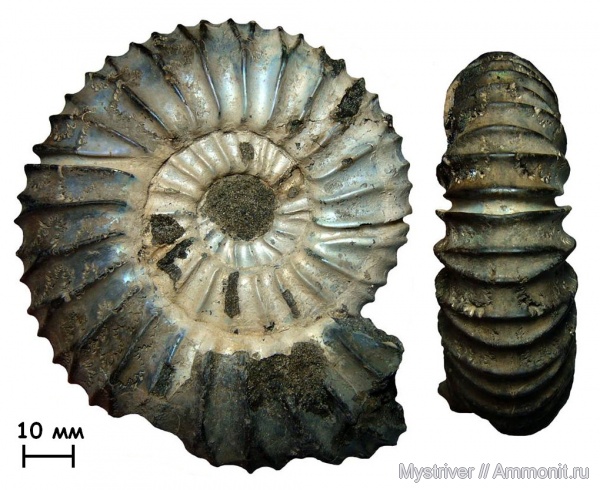 аммониты, Virgatites, Еганово, Virgatites pallasianus, Ammonites, зона Virgatites virgatus, РГОК, Virgatitidae