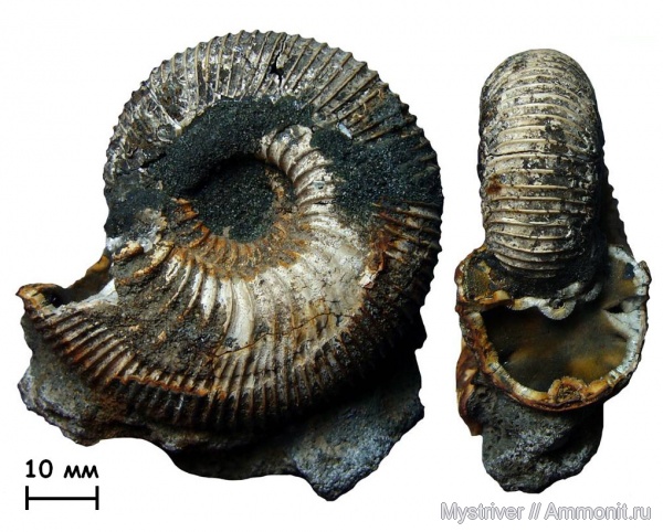 аммониты, юра, Михайлов, келловей, Kepplerites, Ammonites, Callovian, Jurassic, Middle Jurassic