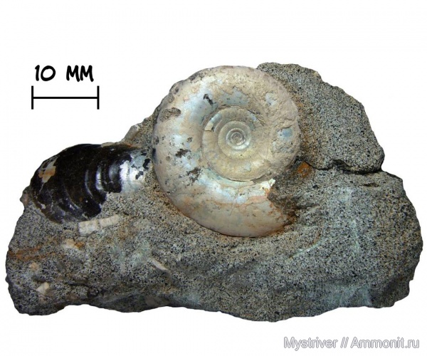 аммониты, юра, Kachpurites, волжский ярус, Kachpurites fulgens, Ammonites, Volgian, Jurassic