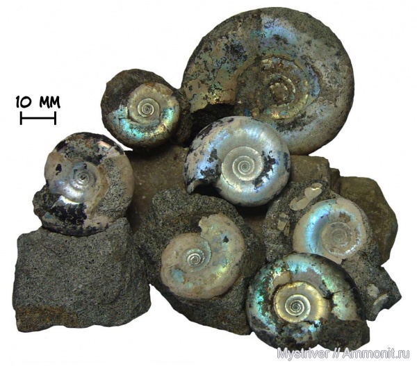 аммониты, юра, Kachpurites, волжский ярус, Kachpurites fulgens, Ammonites, зона Kachpurites fulgens, Volgian, Jurassic