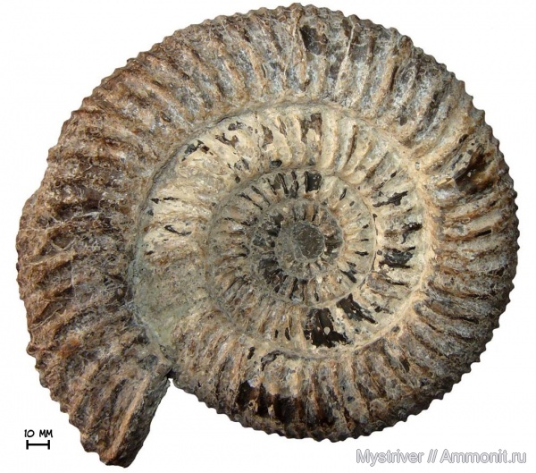 аммониты, мел, Speetoniceras, Speetoniceras versicolor, Ammonites, Hauterivian, Cretaceous