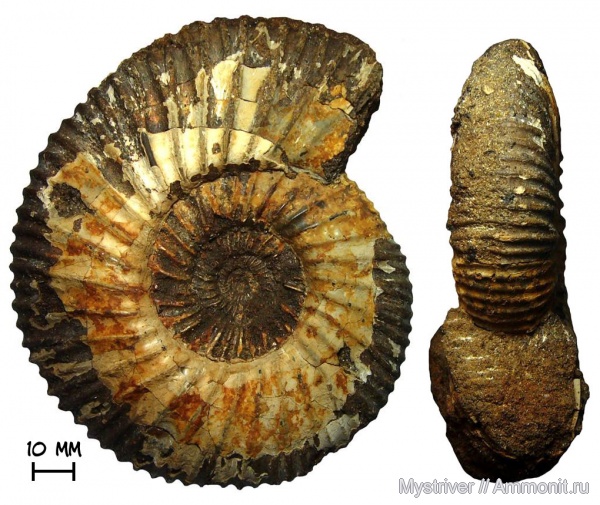 аммониты, юра, волжский ярус, Epivirgatites, Epivirgatites lahuseni, Ammonites, Volgian, Jurassic