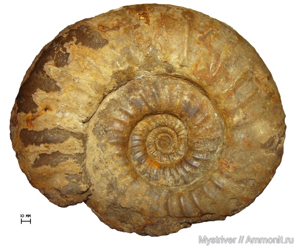 аммониты, юра, волжский ярус, Taimyrosphinctes, Ammonites, Dorsoplanitidae, Volgian, Jurassic