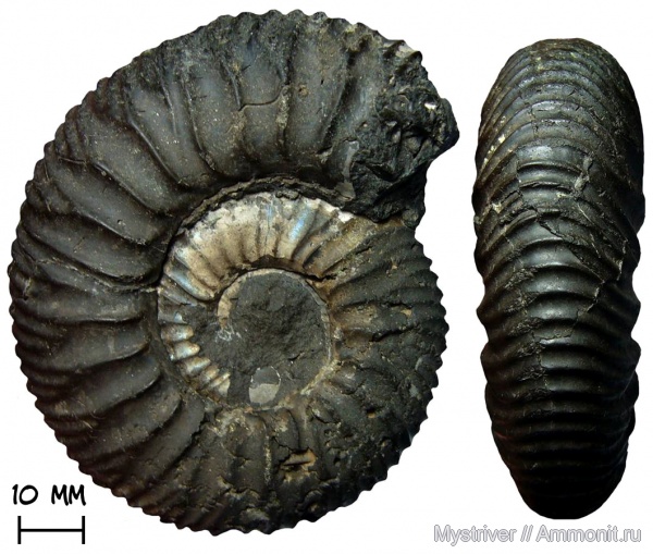 аммониты, Москва, Zaraiskites, Zaraiskites scythicus