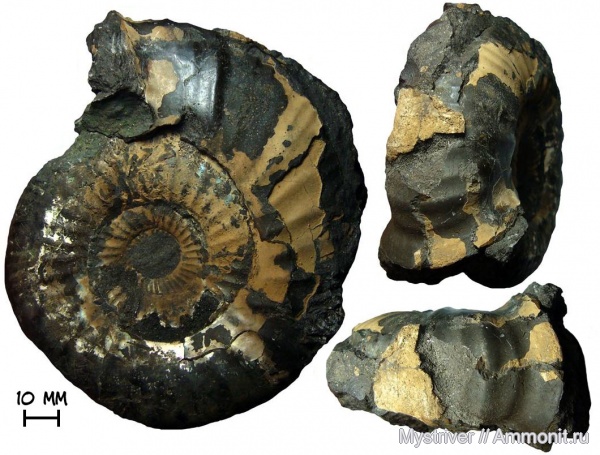 аммониты, Москва, Dorsoplanites, волжский ярус, Dorsoplanites panderi, зона Dorsoplanites panderi