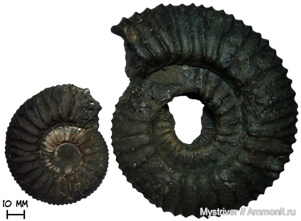 аммониты, Москва, Zaraiskites, волжский ярус, Zaraiskites scythicus, зона Dorsoplanites panderi