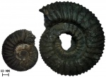 Предположительно макроконх и микроконх Zaraiskites scythicus (Vischniakoff, 1882)