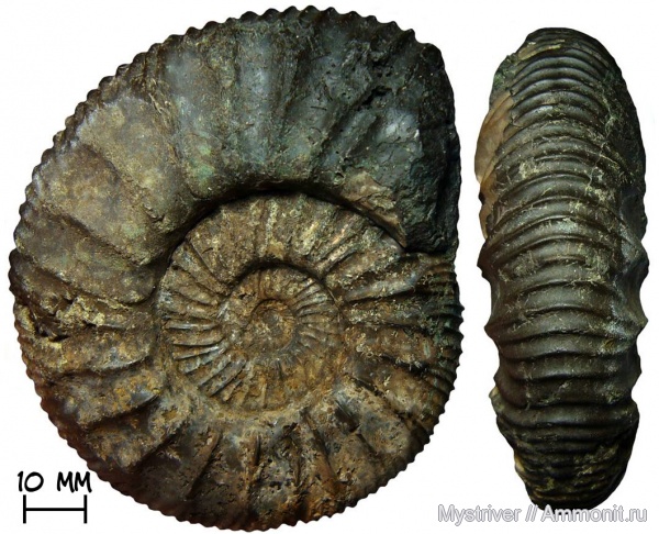 аммониты, Москва, Zaraiskites, волжский ярус, Zaraiskites scythicus, зона Dorsoplanites panderi