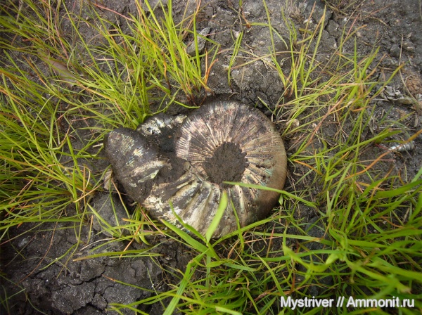 аммониты, Москва, Virgatites, Virgatites gerassimovi