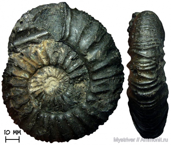 аммониты, Москва, Zaraiskites, волжский ярус, зона Dorsoplanites panderi, Zaraiskites zarajskensis