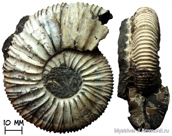 аммониты, Москва, Virgatites, волжский ярус, зона Virgatites virgatus, Virgatites sosia