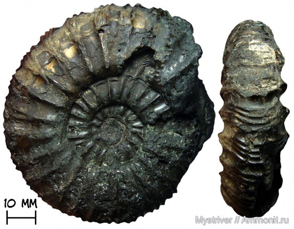 аммониты, Москва, Zaraiskites, волжский ярус, зона Dorsoplanites panderi, Zaraiskites pilicensis