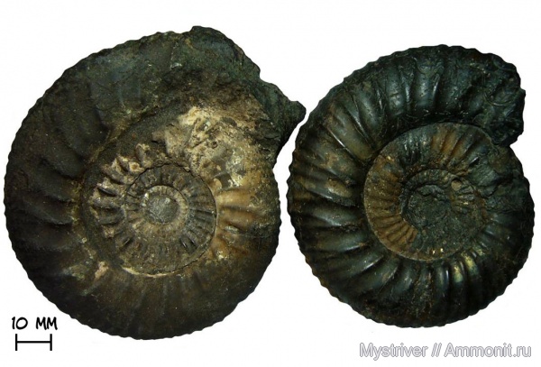 аммониты, Москва, Dorsoplanites, Dorsoplanites panderi