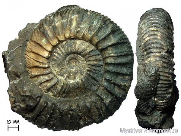 аммониты, Москва, Zaraiskites, волжский ярус, Zaraiskites scythicus, зона Dorsoplanites panderi