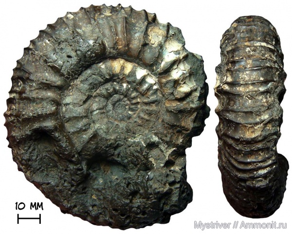 аммониты, Москва, волжский ярус, Acuticostites, зона Dorsoplanites panderi, Acuticostites bitrifurcatus