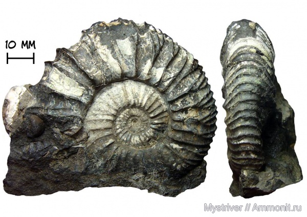 аммониты, Москва, Zaraiskites, волжский ярус, Zaraiskites michalskii, зона Dorsoplanites panderi