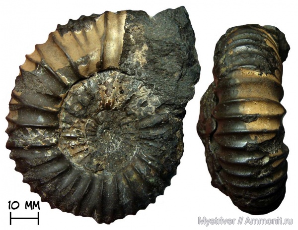 аммониты, Москва, Dorsoplanites, волжский ярус, Dorsoplanites panderi, зона Dorsoplanites panderi