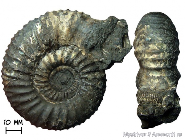 аммониты, Москва, Dorsoplanites, волжский ярус, Dorsoplanites panderi, устье, зона Dorsoplanites panderi