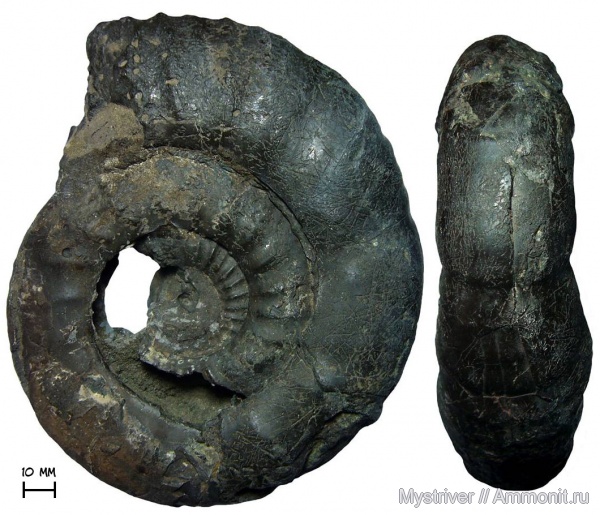 аммониты, юра, Москва, Dorsoplanites, волжский ярус, Dorsoplanites panderi