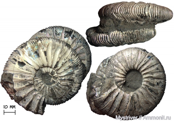 аммониты, юра, Virgatites, волжский ярус, Virgatites gerassimovi, волжский век, зона Virgatites virgatus