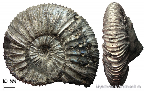 аммониты, юра, Virgatites, волжский ярус, волжский век, зона Virgatites virgatus, Virgatites sosia