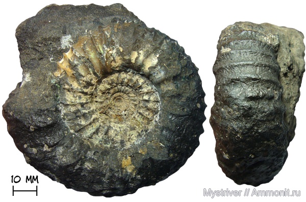 аммониты, юра, Москва, Dorsoplanites, волжский ярус, Dorsoplanites dorsoplanus