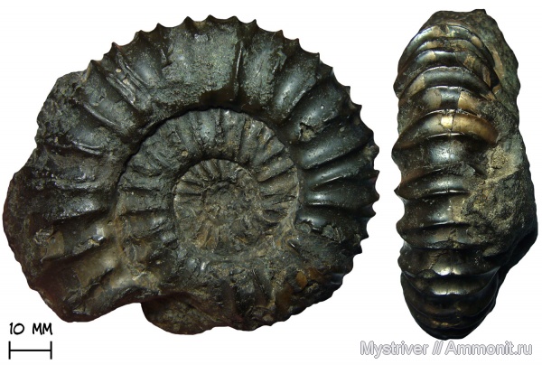 аммониты, юра, Москва, волжский ярус, Acuticostites, зона Dorsoplanites panderi