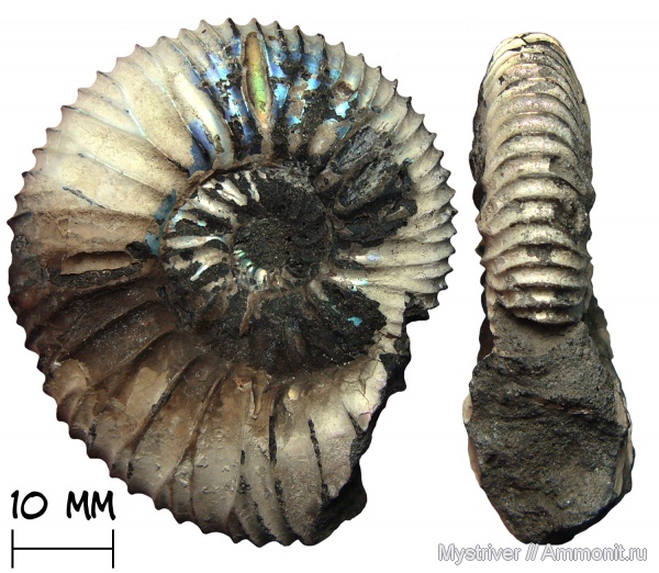 аммониты, юра, Virgatites, волжский ярус, волжский век, зона Virgatites virgatus, Virgatites pusillus