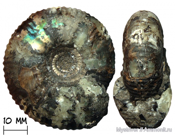 аммониты, юра, волжский ярус, Craspedites, Огарково