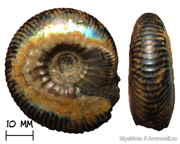 аммониты, юра, Craspedites, Craspedites nekrassovi, волжский век, Ammonites, Volgian, Jurassic