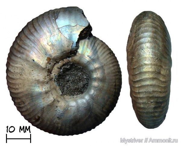 аммониты, юра, Еганово, Craspedites, волжский век, Ammonites, Craspedites subditus, зона Craspedites subditus, РГОК, Volgian, Jurassic