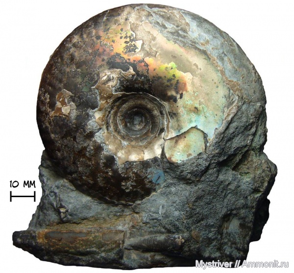 аммониты, юра, Craspedites, волжский век, Ammonites, Craspedites subditus, зона Craspedites subditus, Volgian, Jurassic